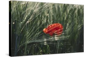 Poppy seed blossoms in the wheat field.-Nadja Jacke-Stretched Canvas