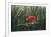 Poppy seed blossoms in the wheat field.-Nadja Jacke-Framed Photographic Print