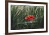 Poppy seed blossoms in the wheat field.-Nadja Jacke-Framed Photographic Print