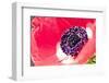 Poppy Seed, Corn Poppy, Blossom, Radiant-Nikky Maier-Framed Photographic Print