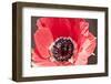 Poppy Seed, Corn Poppy, Blossom, Radiant-Nikky Maier-Framed Photographic Print