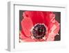 Poppy Seed, Corn Poppy, Blossom, Radiant-Nikky Maier-Framed Photographic Print