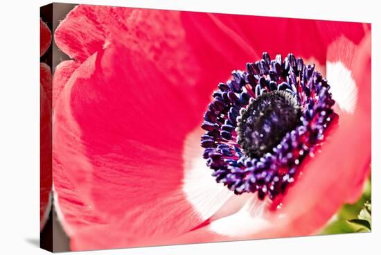 Poppy Seed, Corn Poppy, Blossom, Radiant-Nikky Maier-Stretched Canvas