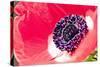 Poppy Seed, Corn Poppy, Blossom, Radiant-Nikky Maier-Stretched Canvas