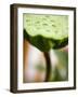 Poppy Seed Head-null-Framed Photographic Print