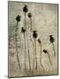 Poppy seedlings-Nel Talen-Mounted Photographic Print