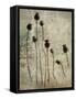 Poppy seedlings-Nel Talen-Framed Stretched Canvas