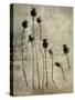 Poppy seedlings-Nel Talen-Stretched Canvas