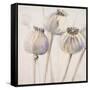 Poppy Seeds I-Patricia Pinto-Framed Stretched Canvas