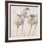 Poppy Seeds I-Patricia Pinto-Framed Art Print