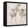 Poppy Seeds I-Patricia Pinto-Framed Stretched Canvas