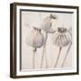 Poppy Seeds I-Patricia Pinto-Framed Art Print