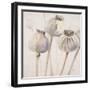 Poppy Seeds I-Patricia Pinto-Framed Art Print