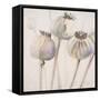 Poppy Seeds I-Patricia Pinto-Framed Stretched Canvas