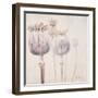 Poppy Seeds II-Patricia Pinto-Framed Art Print