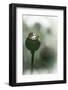 Poppy Seeds-Ursula Abresch-Framed Photographic Print