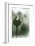 Poppy Seeds-Ursula Abresch-Framed Photographic Print