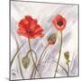 Poppy Splendor 2-DB Studios-Mounted Art Print