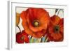Poppy Splendor I-Lanie Loreth-Framed Premium Giclee Print