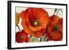 Poppy Splendor I-Lanie Loreth-Framed Art Print