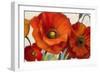 Poppy Splendor I-Lanie Loreth-Framed Premium Giclee Print