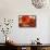 Poppy Splendor I-Lanie Loreth-Framed Stretched Canvas displayed on a wall