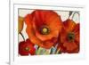 Poppy Splendor I-Lanie Loreth-Framed Premium Giclee Print