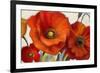 Poppy Splendor I-Lanie Loreth-Framed Art Print