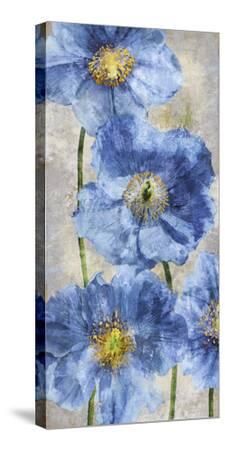 Poppy Splendour II-Tania Bello-Stretched Canvas