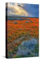 Poppy Spring Storm, Southern California-null-Stretched Canvas
