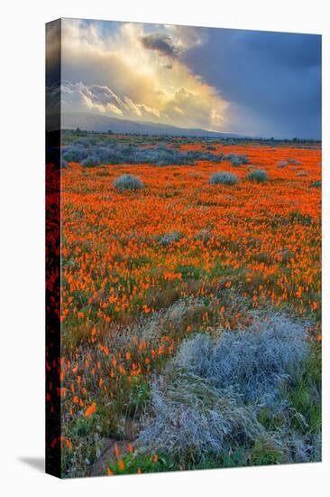 Poppy Spring Storm, Southern California-null-Stretched Canvas