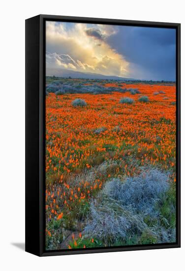 Poppy Spring Storm, Southern California-null-Framed Stretched Canvas