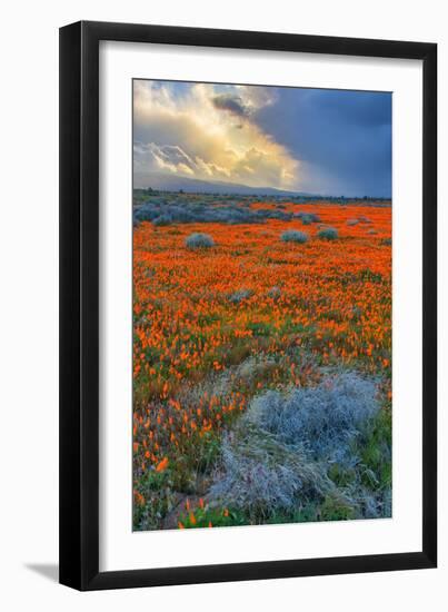 Poppy Spring Storm, Southern California-null-Framed Photographic Print