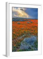 Poppy Spring Storm, Southern California-null-Framed Photographic Print