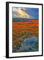 Poppy Spring Storm, Southern California-null-Framed Photographic Print