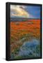 Essential Black