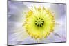 Poppy, Stamen, Close-Up-Hawi-Mounted Photographic Print