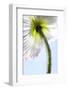 Poppy, Stem, Close Up-Hawi-Framed Photographic Print