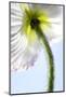 Poppy, Stem, Close Up-Hawi-Mounted Photographic Print