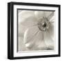 Poppy Study II-Sondra Wampler-Framed Art Print