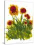 Poppy Whimsy V-Cheryl Baynes-Stretched Canvas