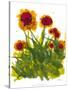 Poppy Whimsy V-Cheryl Baynes-Stretched Canvas