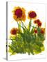 Poppy Whimsy V-Cheryl Baynes-Stretched Canvas