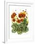 Poppy Whismy VII-Cheryl Baynes-Framed Art Print