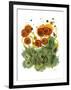 Poppy Whismy VII-Cheryl Baynes-Framed Art Print