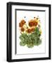 Poppy Whismy VII-Cheryl Baynes-Framed Art Print