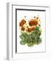 Poppy Whismy VII-Cheryl Baynes-Framed Art Print