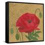 Poppy with Pattern-Kathrine Lovell-Framed Stretched Canvas