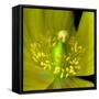 Poppy Yellow-Magda Indigo-Framed Stretched Canvas