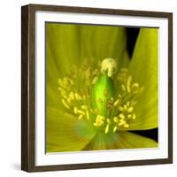 Poppy Yellow-Magda Indigo-Framed Photographic Print